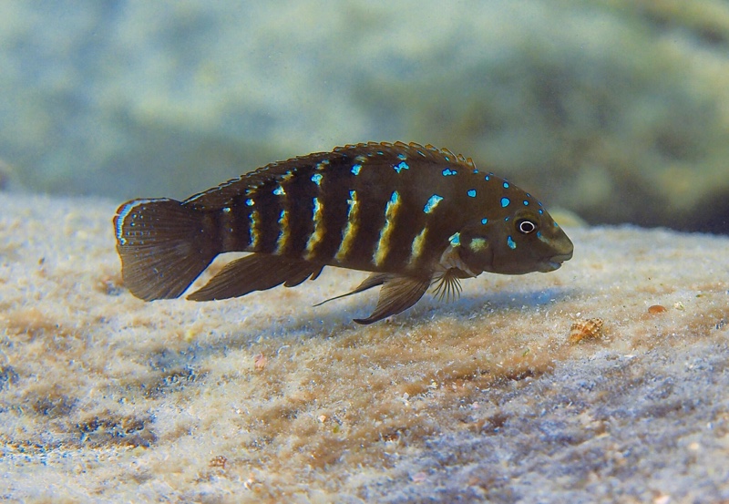 Tanganicodus irsacae 'Mabilibili Bay'